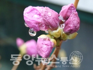 봄비 (사진=온라인커뮤니티)