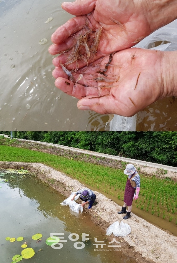 지난 23일 영덕군 남정면 농가에서 큰 징거미 새우를 둠벙에 방류하고 있다.(사진=영덕농업기술센터 제공)