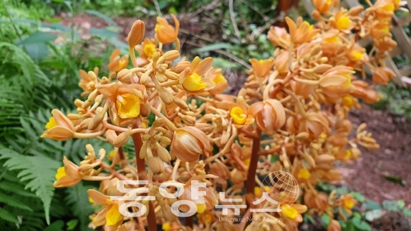 만개한 희귀식물 으름난초 꽃. (사진=충남산림자원연구소 태안사무소 제공)