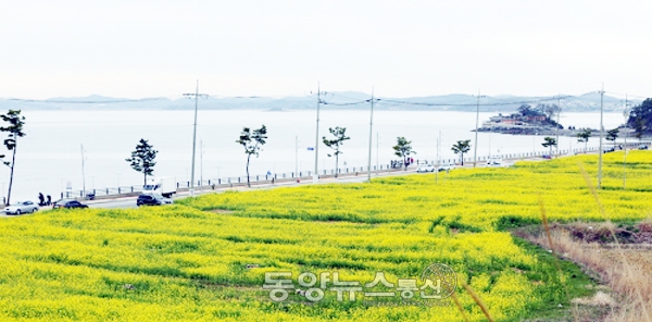 18일 충남 서산시 부석면 간월도리 유채꽃 밭에 유채꽃이 만개해 관광객의 발길을 모으고 있다.