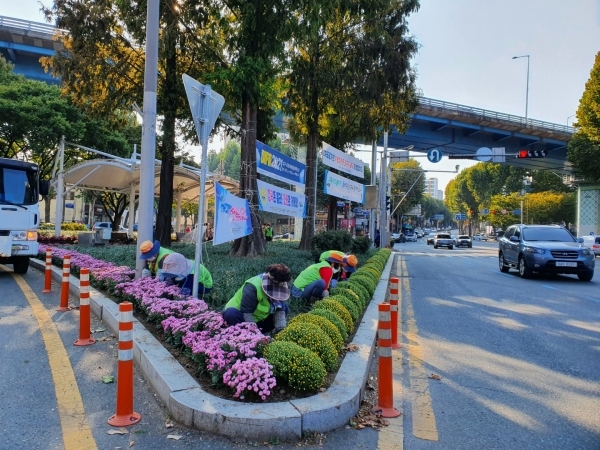 가을 대표 꽃 국화 동구 관내에 심는다. (사진제공=동구청)