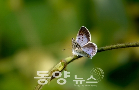 큰홍띠점박이푸른부전나비(사진= 인천녹색연합 회원 공은택 제공)