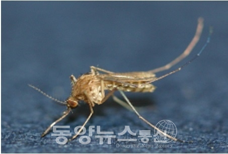 일본뇌염 모기 사진(사진=안성시 제공)