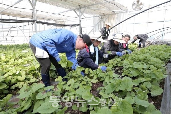 8일 최문순 도지사가 곰취와 산 마늘 수확 및 판매를 위한 홍보활동을 펼치고 있다.(사진=강원도청 제공)