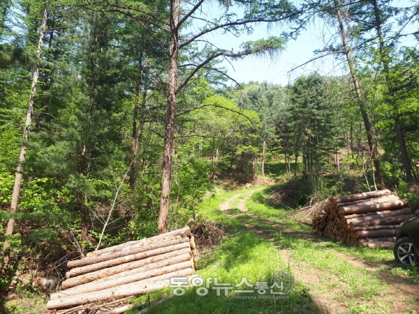 산림청은 지난 달부터 전국 지자체 및 지방산림청의 숲가꾸기 사업장 21개소를 현장 점검했다. (사진=산림청 제공)