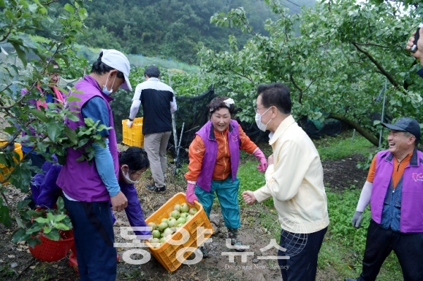 경북 영천시는 10일 태풍 피해로 떨어진 사과를 예비비를 투입해 전량 수매하기로 결정했다.(사진=영천시 제공)