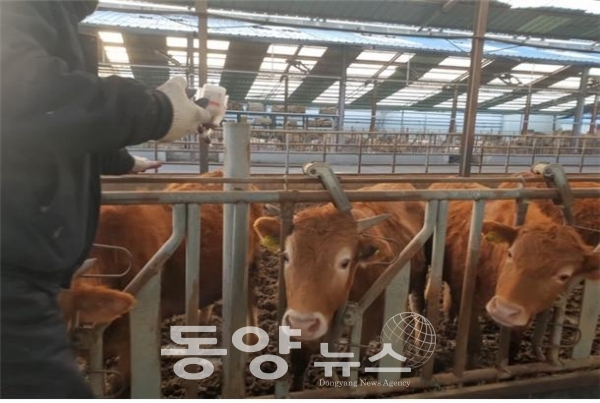 충북 음성군은 오는 30일까지 ‘소·염소·돼지 구제역백신 일제접종’을 실시한다.(사진=음성군 제공)