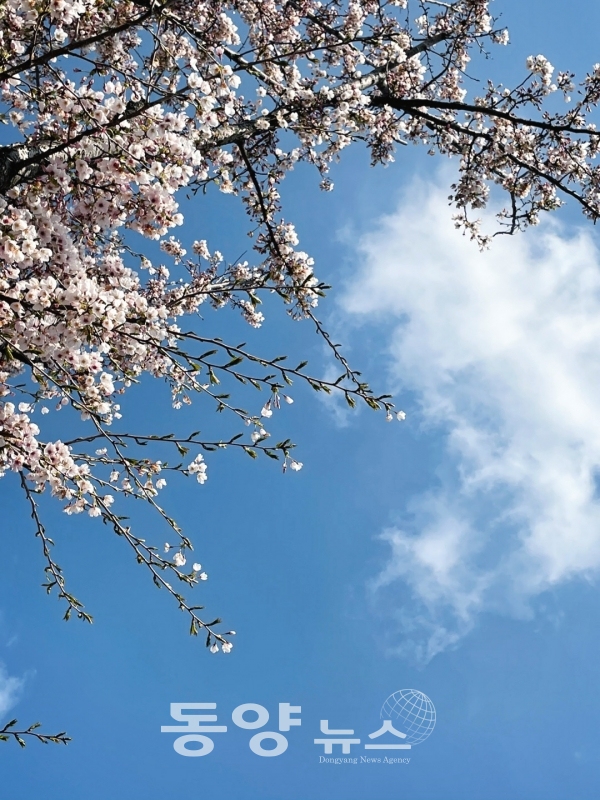 지난해에 이어 올해도 코로나19로 인해 벚꽃 구경이 힘들 것으로 보인다. 맑은 하늘 아래 벚꽃이 피어있다.(사진=우연주 기자)
