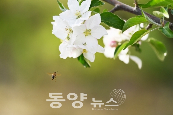'산소카페 청송군'에 코로나19를 뚫고 눈꽃송이 같은 순백의 사과 꽃이 만발하고 있다.(사진=청송군 제공)
