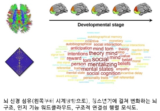 국제학술지 ‘이라이프’에 게재된 청소년기에 나타나는 뇌 구조 변화 연구 관련 이미지. 인하대제공