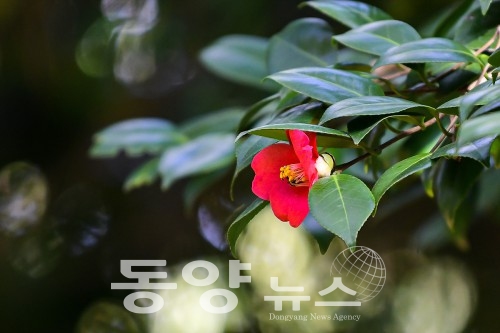 [여수=동양뉴스] 강종모 기자 = 전남 여수의 대표 여행지 중 하나인 '오동도'는 한국의 아름다운 길 100선에 선정될 정도로 아름다운 풍경을 자랑한다. 섬 전체에 동백나무가 빼곡히 자리하고 있어 붉은 동백 꽃잎이 가득 물들인 동백꽃을 볼 수 있는 여수 10경 중 하나인 대표적인 관광 명소다. (사진=여수시 제공)