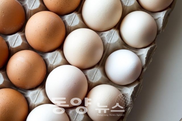 달걀. (사진=동양뉴스DB)