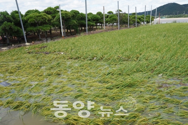 경주 지역 농작물 피해 모습.(사진=경북도 제공)