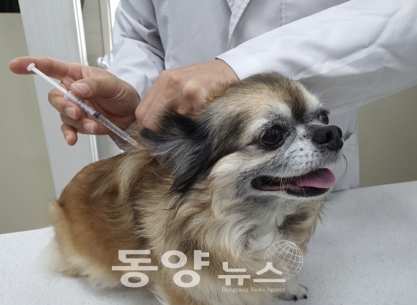 서울시가 취약계층 반려동물 의료비를 지원해주는 '우리동네 동물병원' 사업을 시작한다고 21일 밝혔다.(사진=서울시 제공)