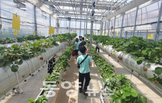 스마트팜에서 인천의 지역 먹을거리 딸기가 자라는 모습 관찰.(사진= 인천농업기술센터 제공)