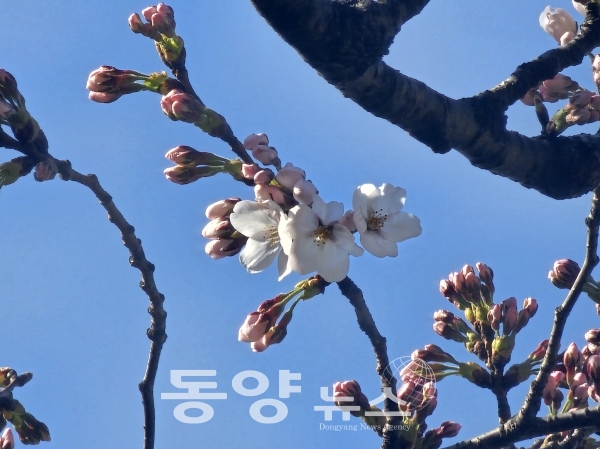 서울기상관측소 벚꽃 개화 (사진=기상청 제공)